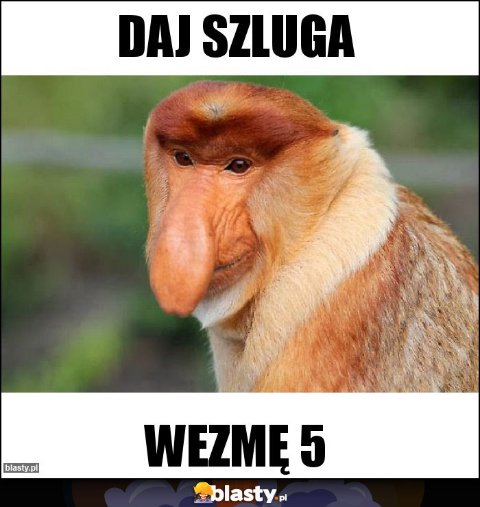 Daj szluga