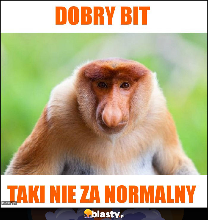 Dobry bit