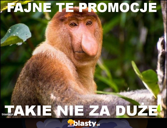 Fajne Te promocje