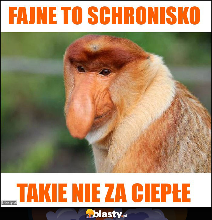 Fajne to schronisko