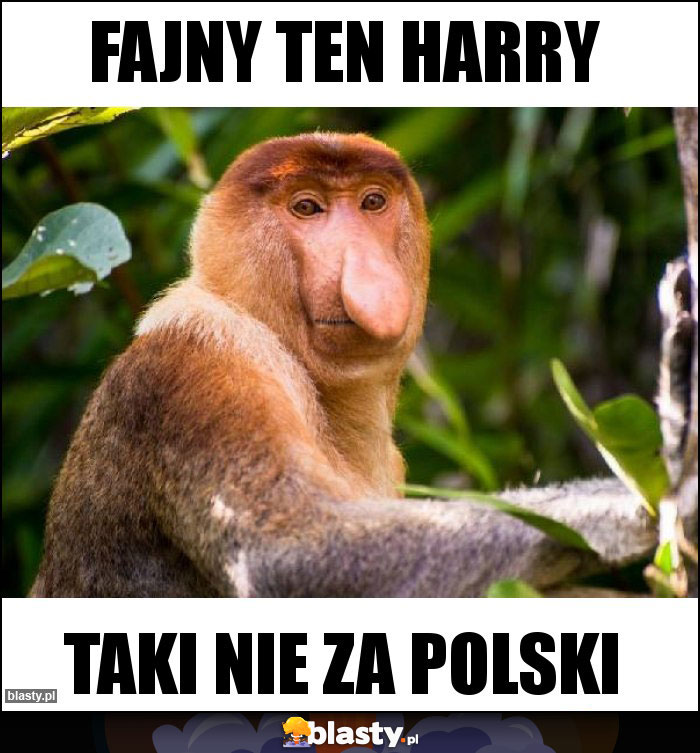 Fajny ten Harry