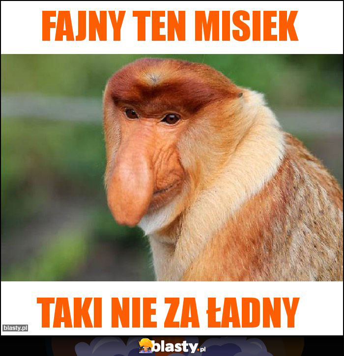 Fajny ten misiek