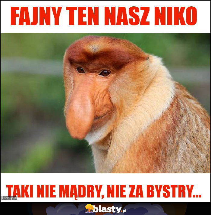 Fajny ten nasz niko