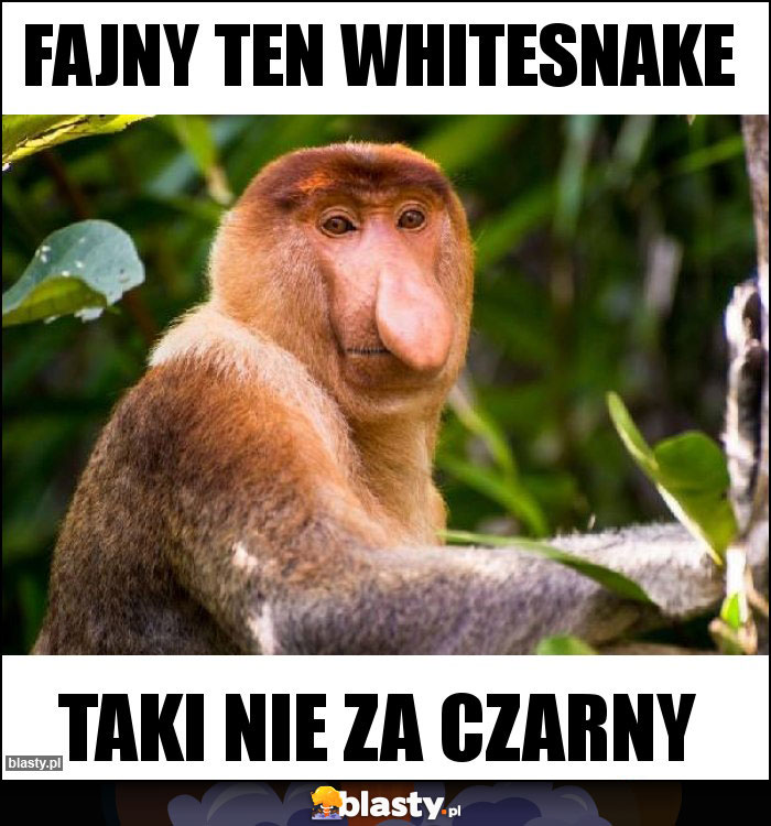 Fajny ten Whitesnake