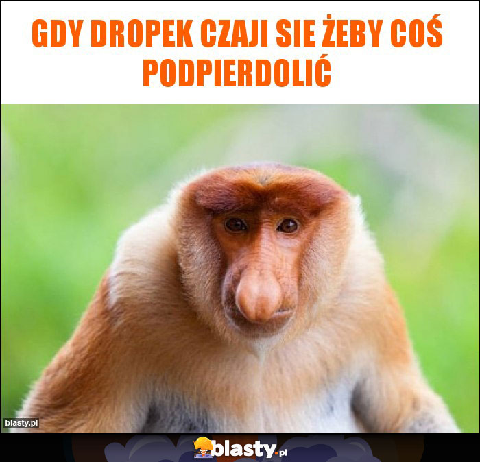 gdy dropek czaji sie żeby coś podpierdolić