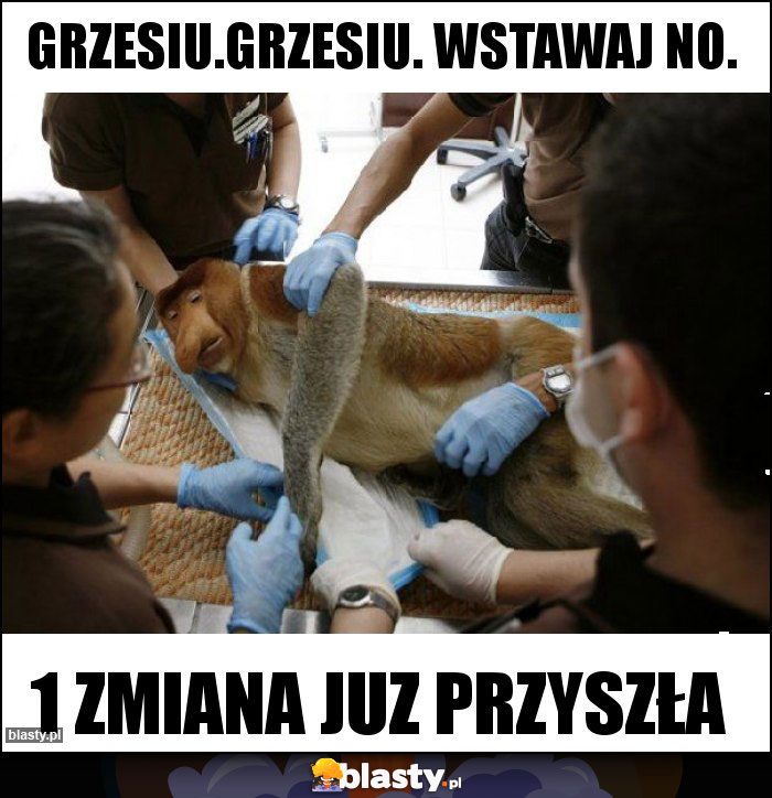 Grzesiu.Grzesiu. wstawaj no.