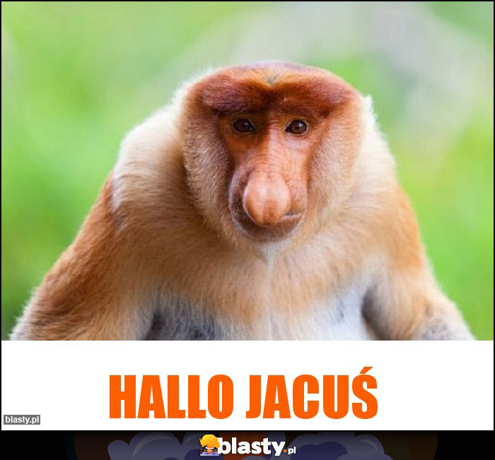 Hallo jacuś