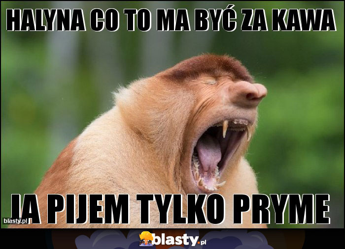 halyna co to ma być za kawa