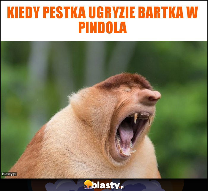 KIEDY PESTKA UGRYZIE BARTKA W PINDOLA