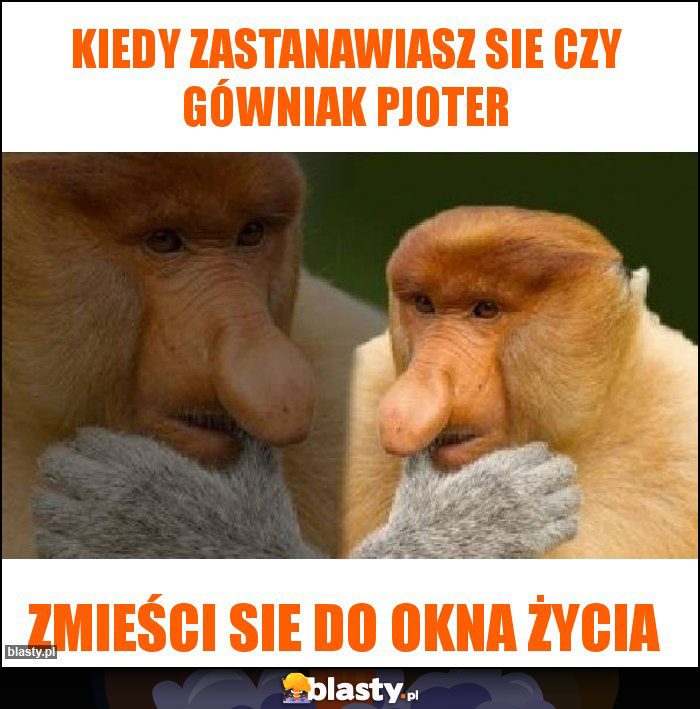 Kiedy zastanawiasz sie czy gówniak Pjoter