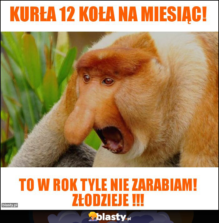 Kurła 12 koła na miesiąc!