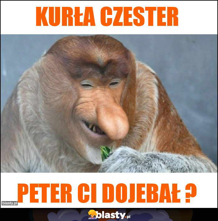 Kurła Czester