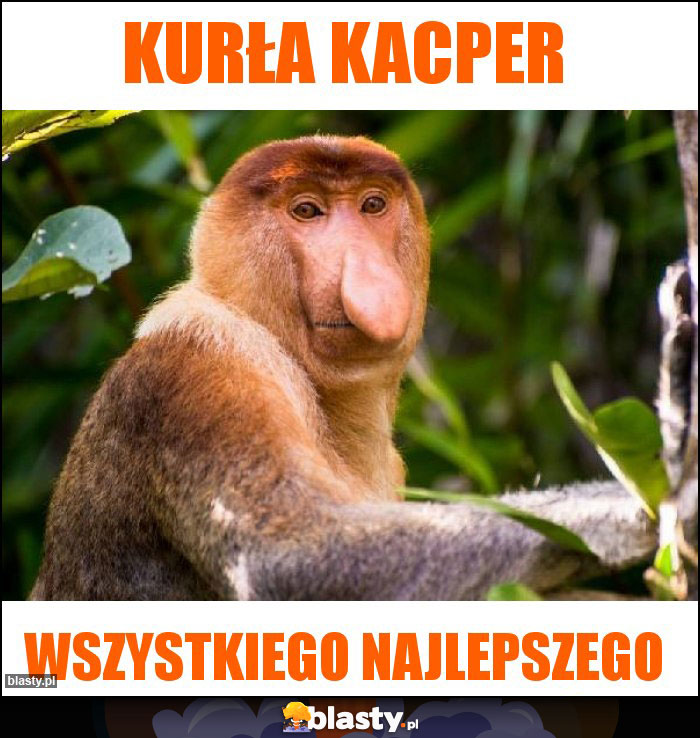 Kurła Kacper