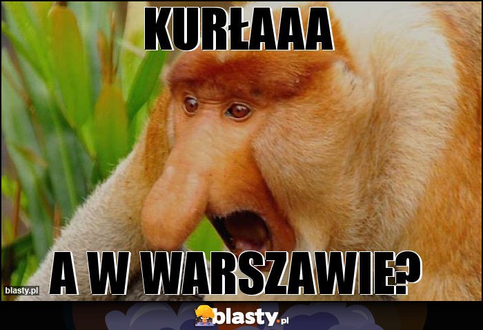 Kurłaaa