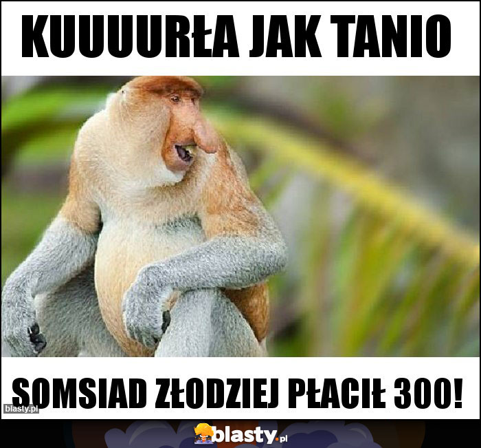 KUUUURŁA JAK TANIO