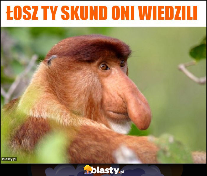 Łosz Ty skund oni wiedzili