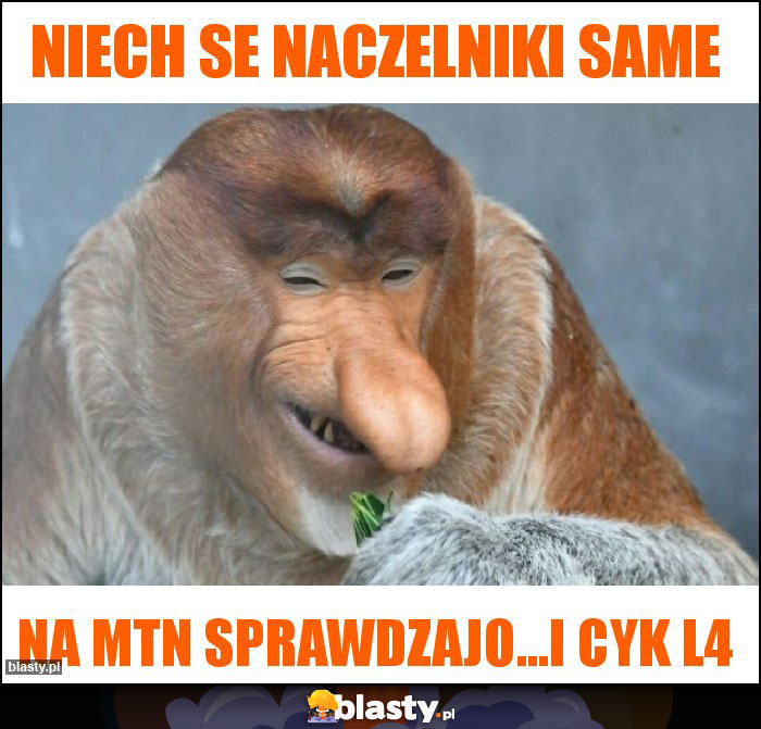 Niech se naczelniki same