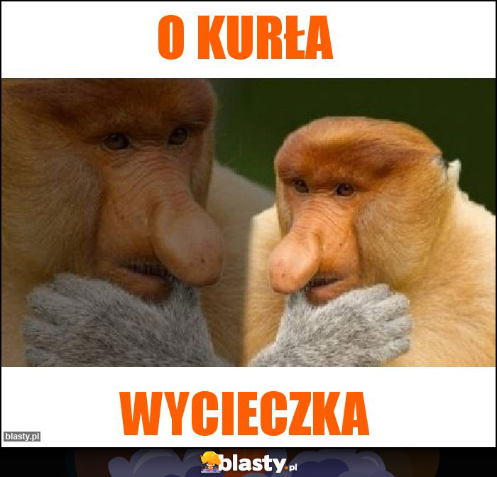 O kurła