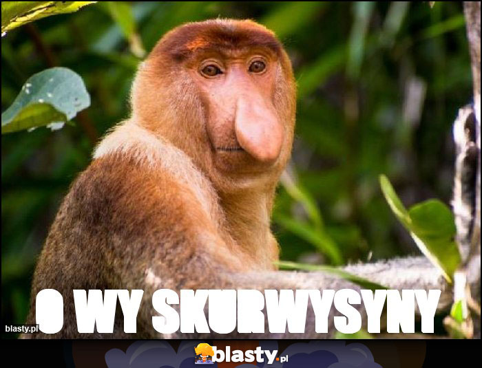 O wy skurwysyny