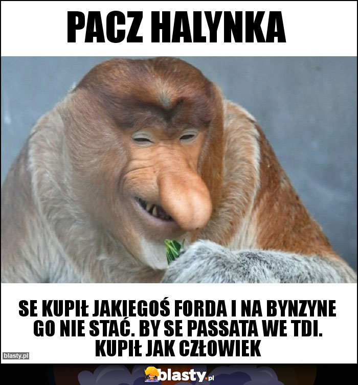 Pacz Halynka