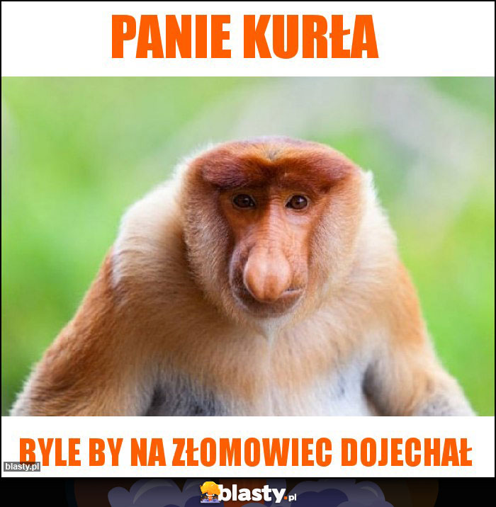 Panie kurła