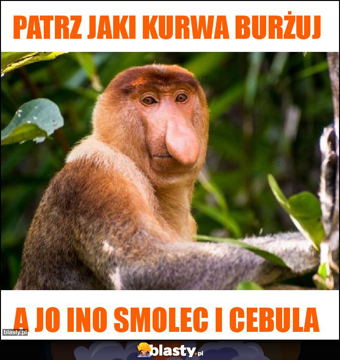 Patrz jaki kurwa burżuj