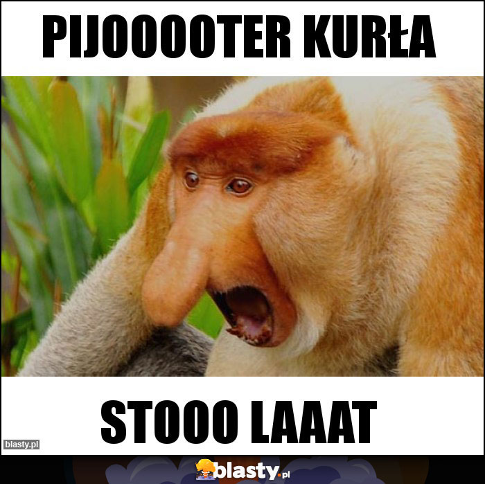 Pijooooter kurła