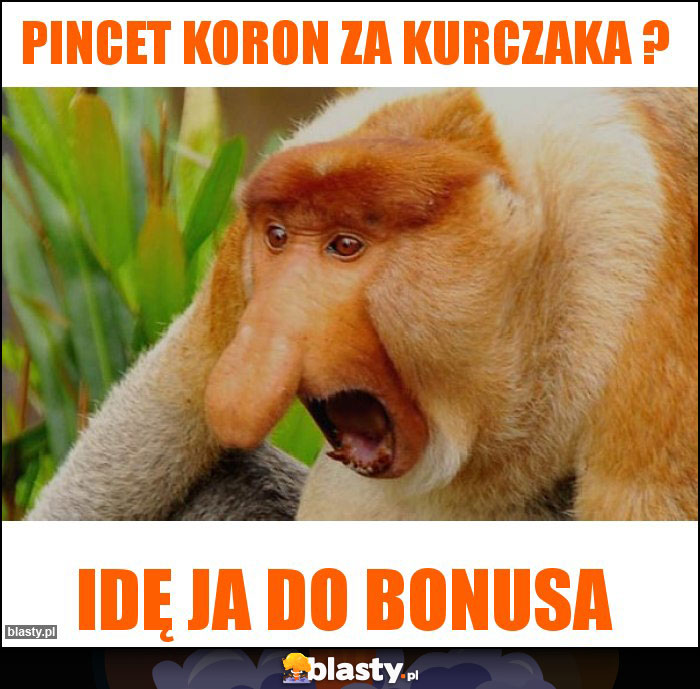 Pincet koron za kurczaka ?