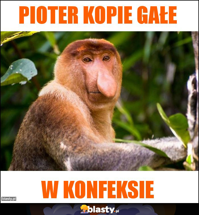 Pioter kopie gałe