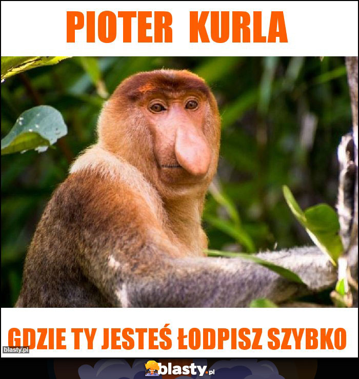 Pioter  kurla