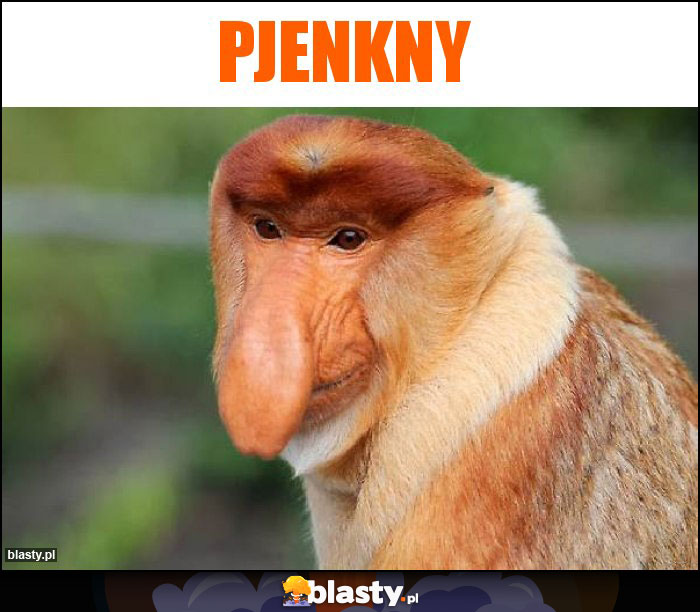 PJENKNY