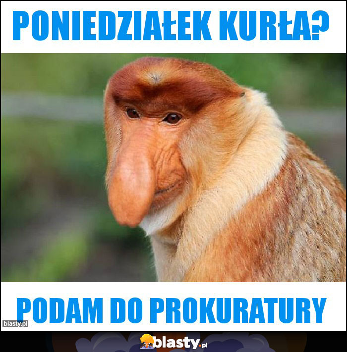 Poniedziałek Kurła?