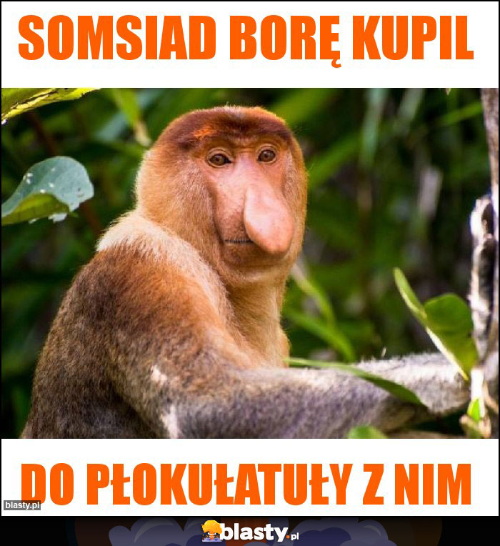 Somsiad borę kupil