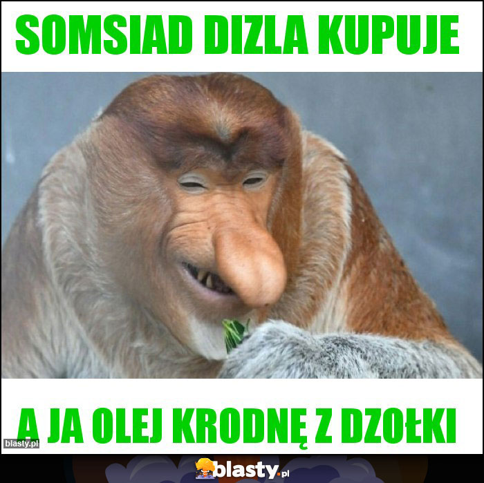 Somsiad dizla kupuje