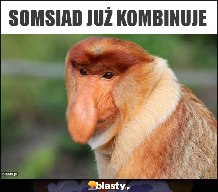 Somsiad już kombinuje