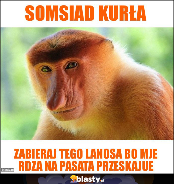 Somsiad kurła