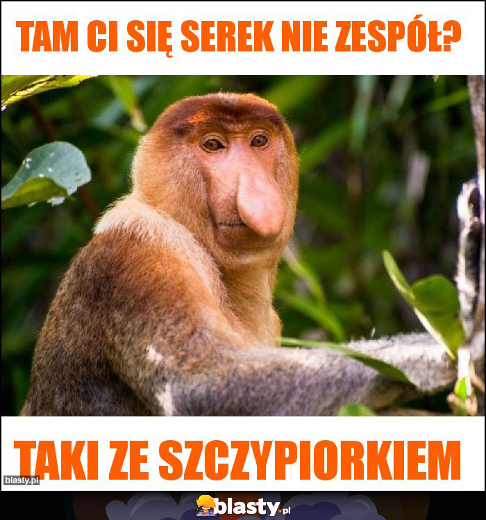 Tam Ci się serek nie zespół?