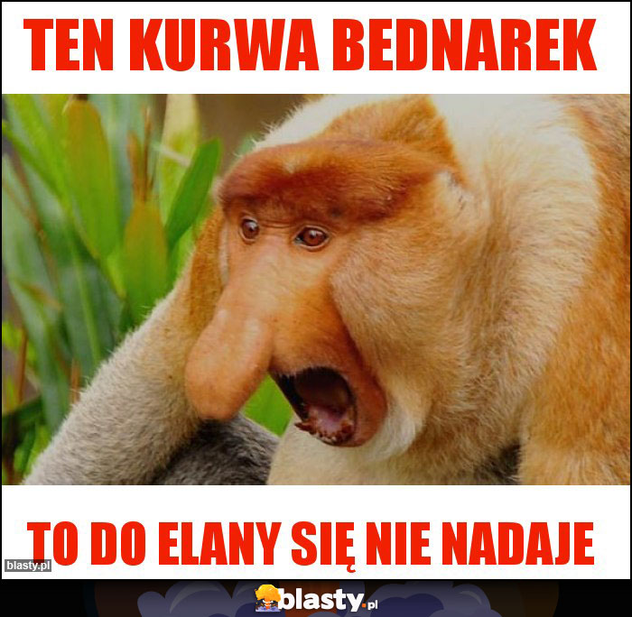 Ten kurwa Bednarek