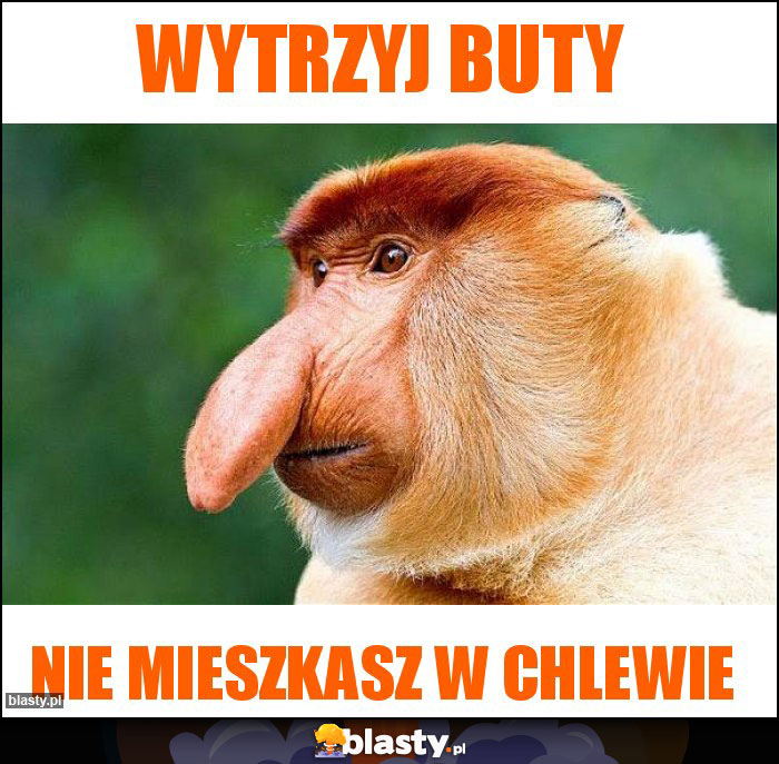 Wytrzyj buty
