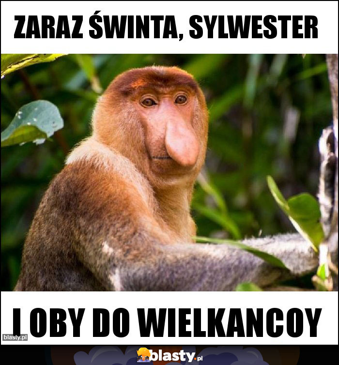 Zaraz Świnta, sylwester