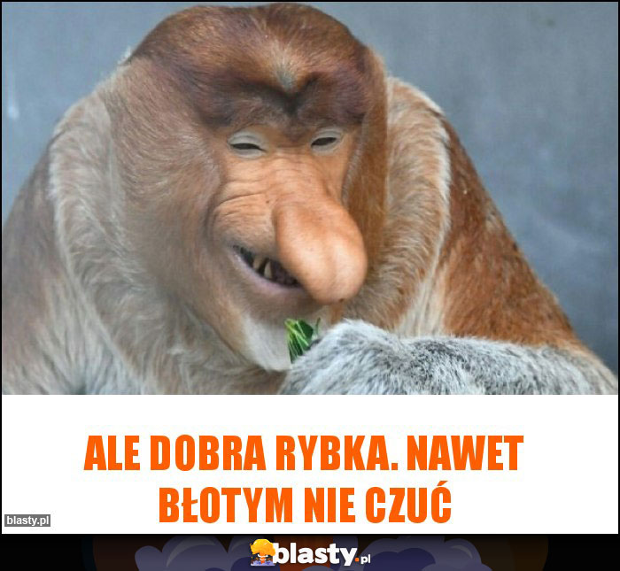 Ale dobra rybka. Nawet błotym nie czuć