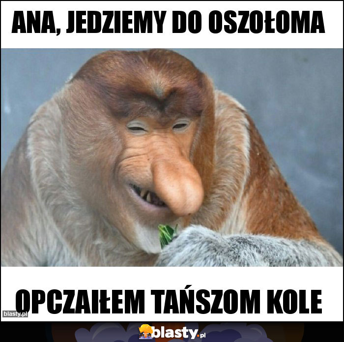 Ana, jedziemy do oszołoma