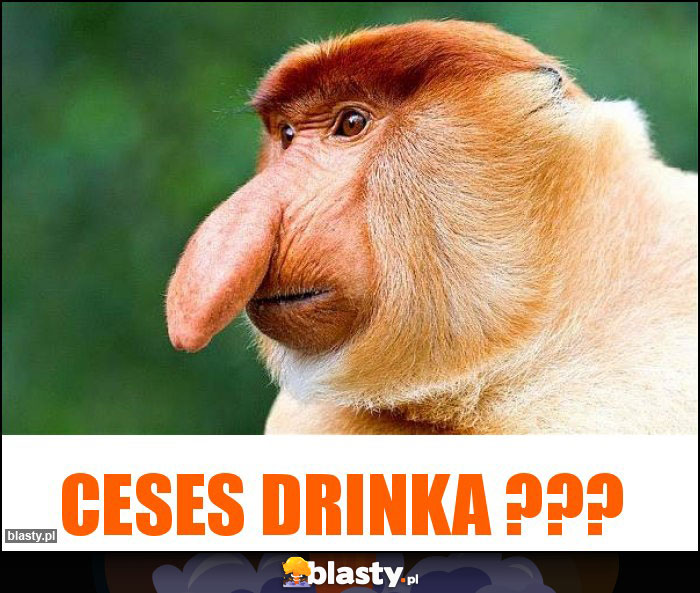 Ceses drinka ???