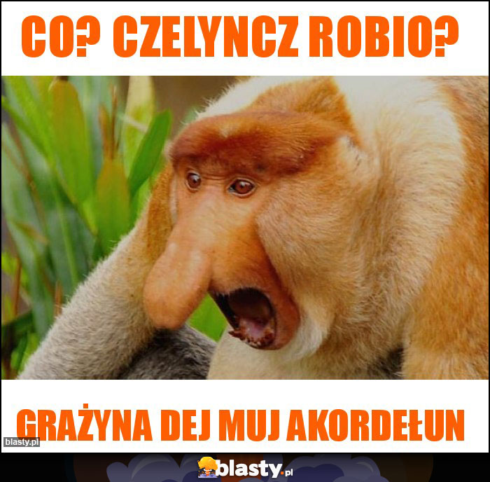 Co? Czelyncz robio?