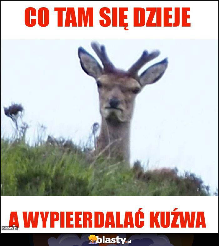 Co tam się dzieje