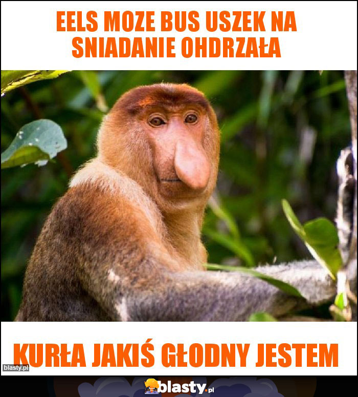 Eels moze bus uszek na sniadanie ohdrzała