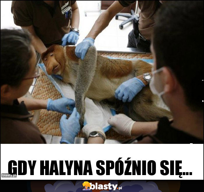 Gdy halyna spóźnio się...