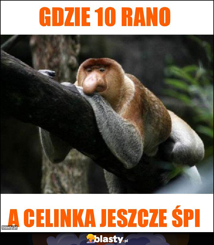 gdzie 10 rano