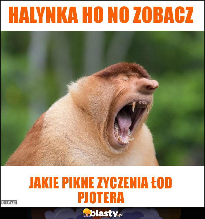 Halynka ho no zobacz