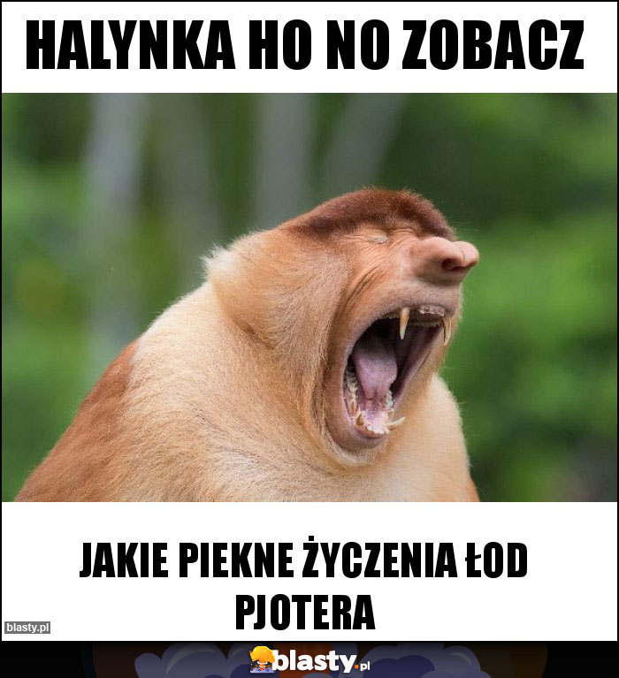 Halynka ho no zobacz